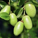 Chaitanya Organic Jojoba Hair Oil